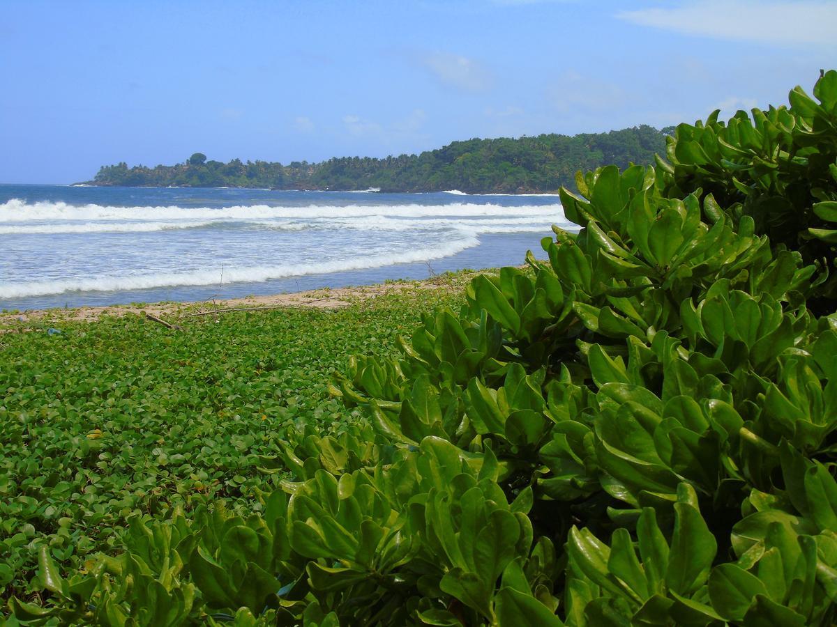 Talalla Coconut Hotel エクステリア 写真