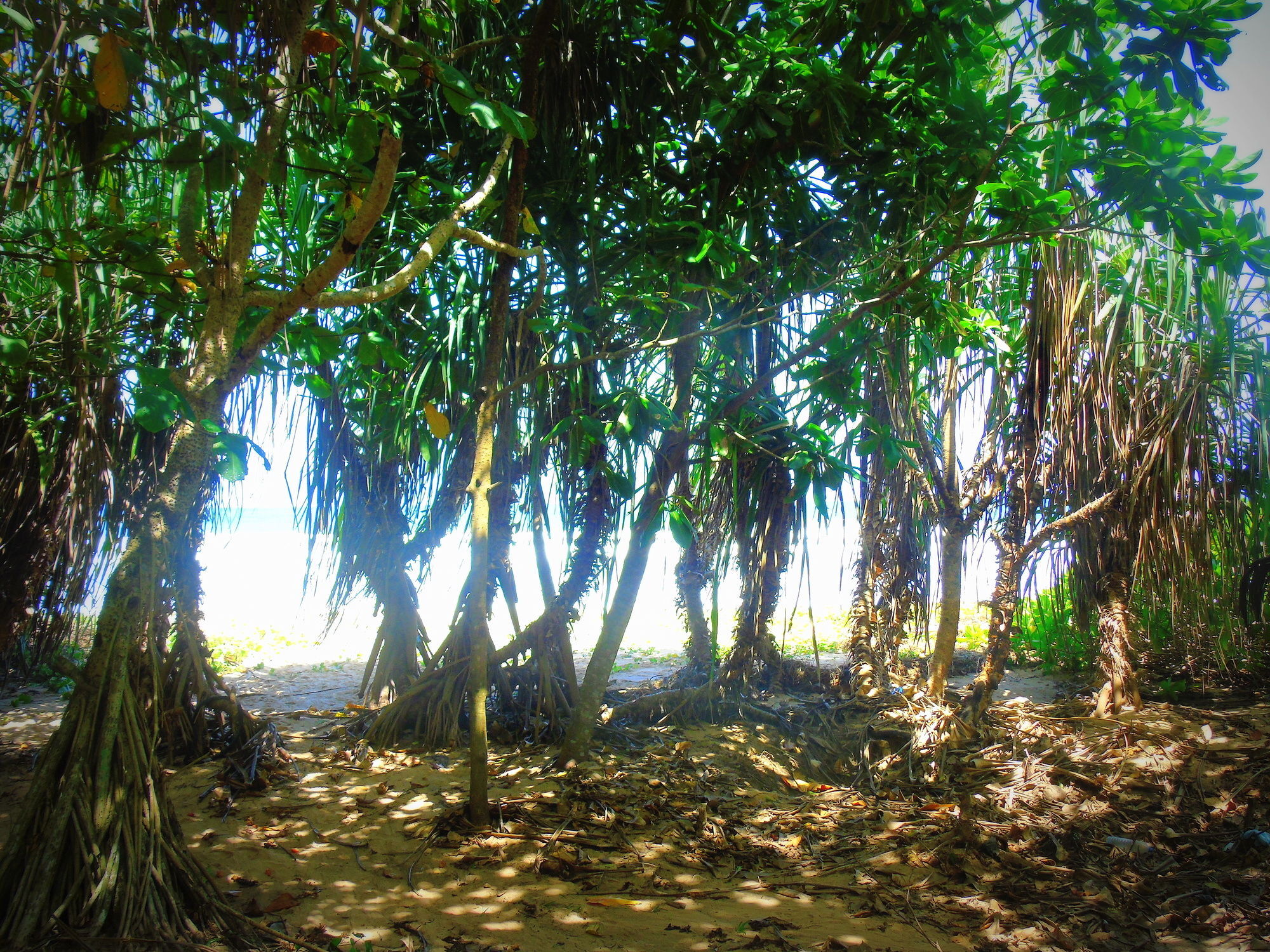 Talalla Coconut Hotel エクステリア 写真